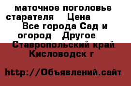 маточное поголовье старателя  › Цена ­ 3 700 - Все города Сад и огород » Другое   . Ставропольский край,Кисловодск г.